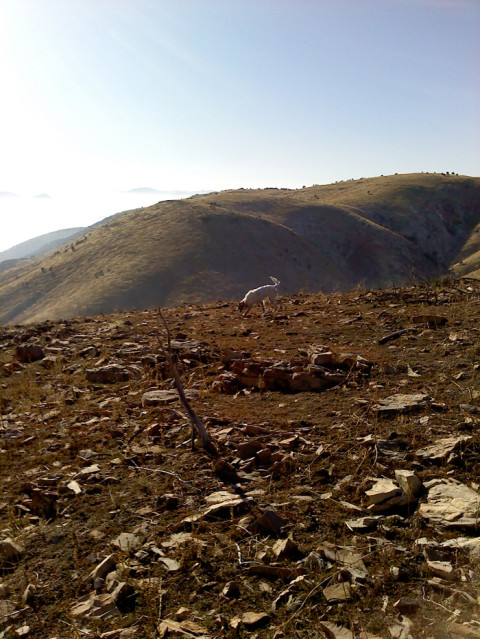 Chief in the Utah Mountains hunting Chukar