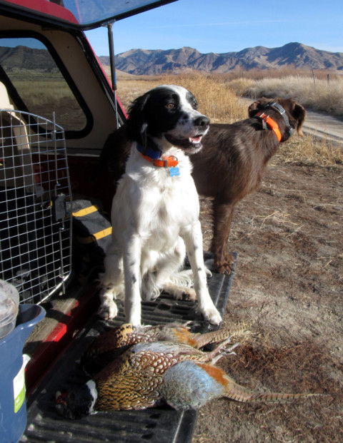 Chief and Hazel Pheasants