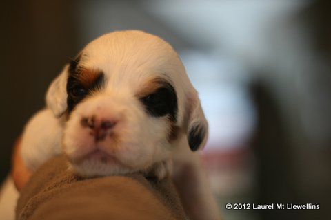 6: Female - Menominee - White, Black, Tan, and Ticked. Body spot on back