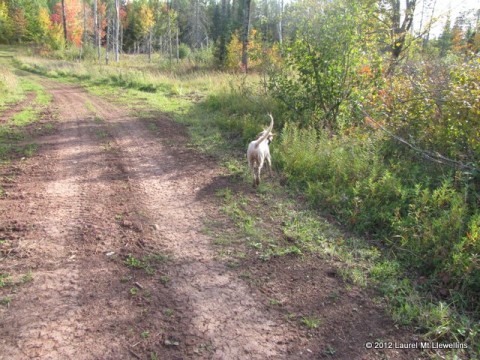 Jenna hunting a northwoods trail