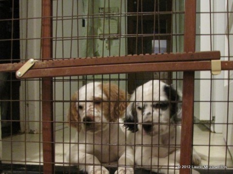 Crystal and Drum Watching the Cowboy Litter