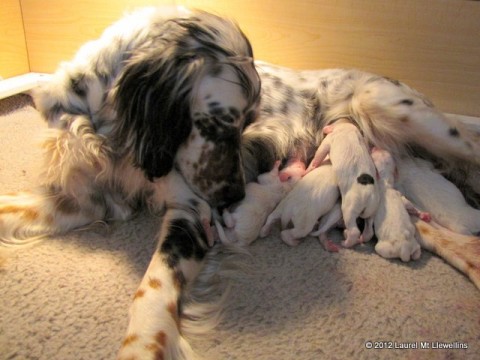 Mai and her pups