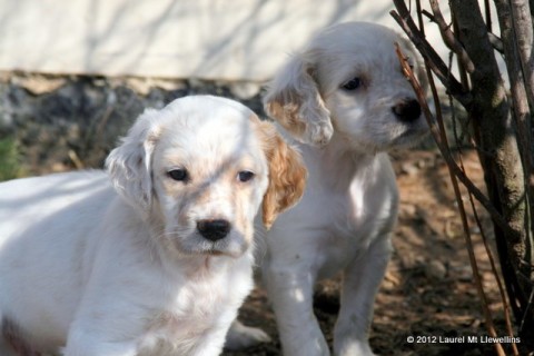 Bat (left) Wyatt (right)