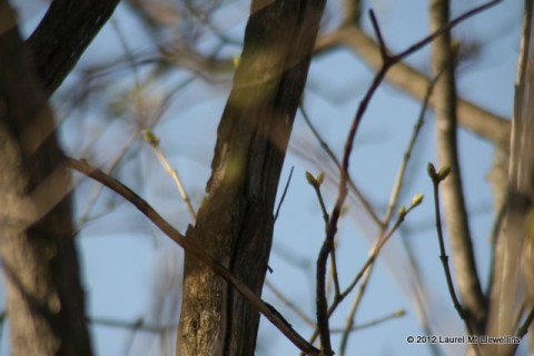 Trees Budding in March!