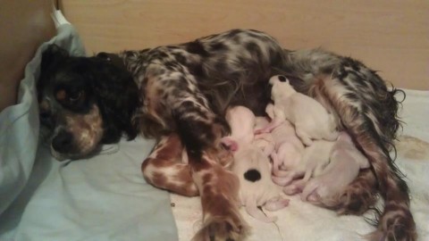 Addie and her puppies