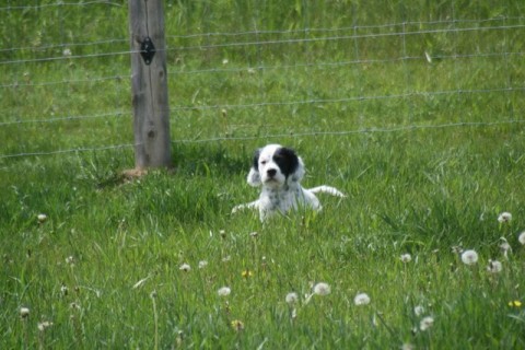 Ottawa--what a pup!  ::sigh::