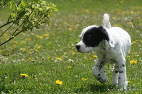 Ottawa Puppy :)