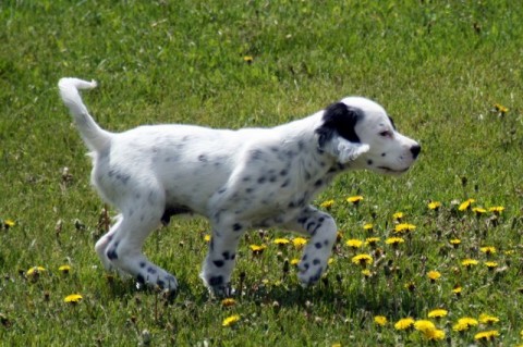 Ottawa (Addison x Steele male w/b)