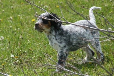 Kicker (Addison x Steele Tricolor Male)