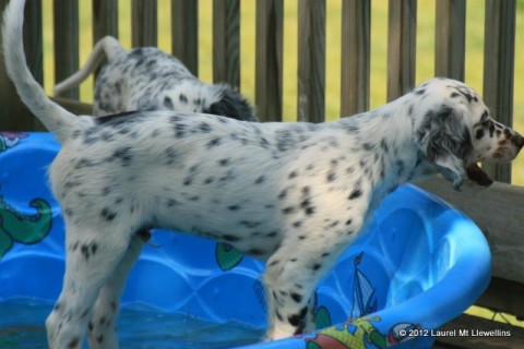 Beautiful Seger Puppy (male Mia x Ike and available)