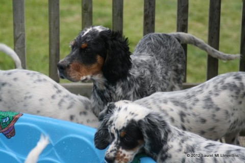 Llewellin Setter Puppies surveying the situation.