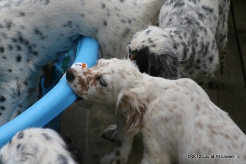 Chewing the pool.