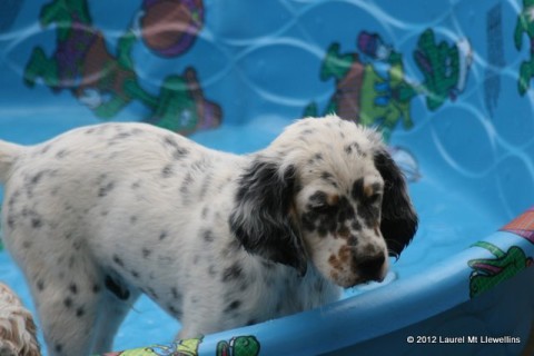 Rush (male tri-belton Mia x Ike available)