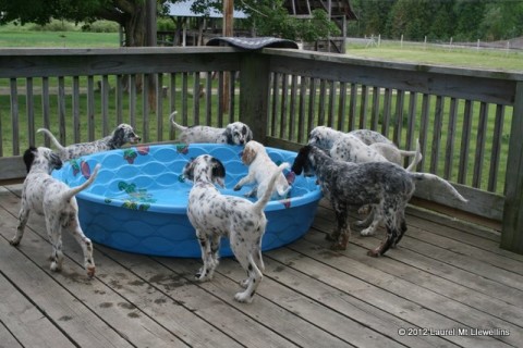 Puppies in the pool
