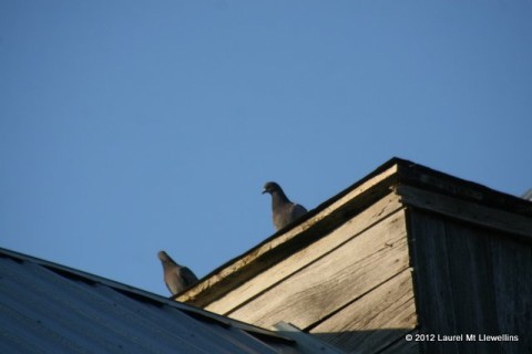 Barn Pigeons