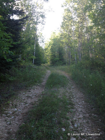 A Northwoods trail