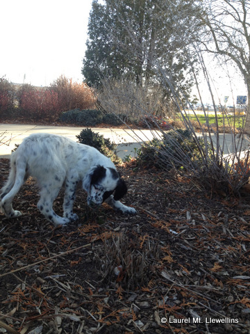 Sage playing in the landscaping at the airport during her flight delay!