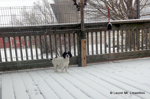 Brier puppy enjoying the snow!