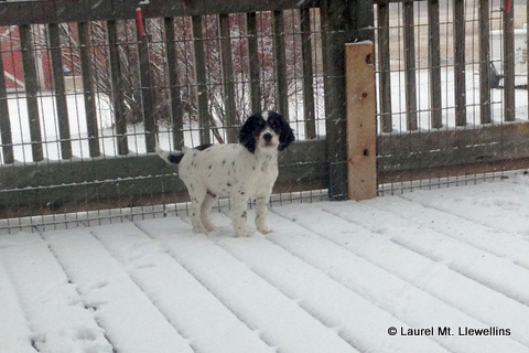 Brier puppy enjoying the snow!