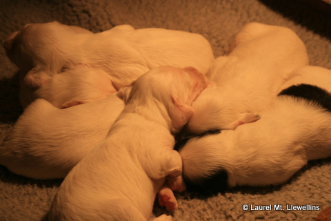 Pile O' Puppies