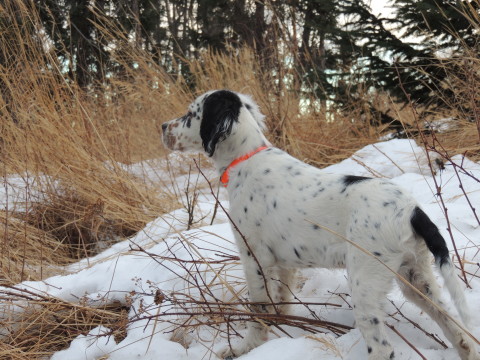 Rigby ("Thorn" Nashua x Brier)