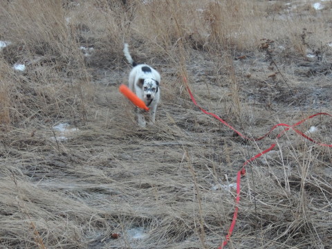 Rigby ("Thorn" Nashua x Brier)