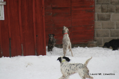 Fun at the barn