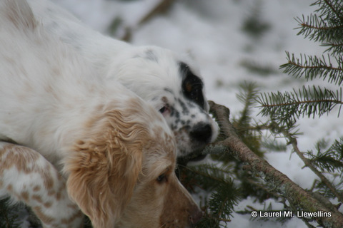 Hughie and Fitz