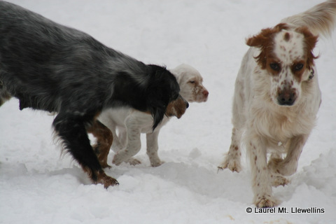 Nanny Lady Bird keeping pups away from Dora