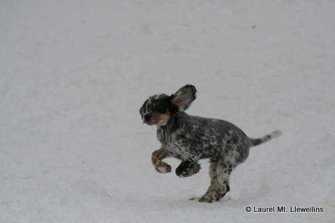 Wiley Coyote Puppy!