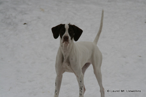 The English Pointer, Gitch