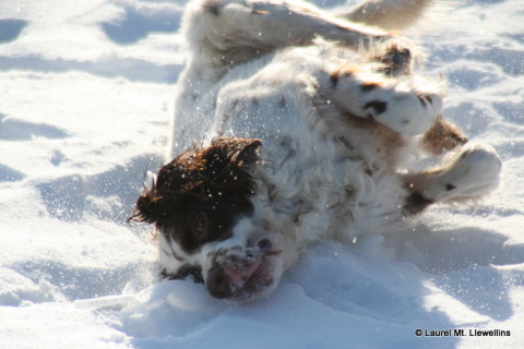 Tori rolling in the snow.