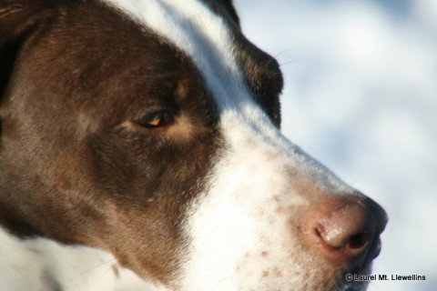 The lovely English Pointer, Gitch