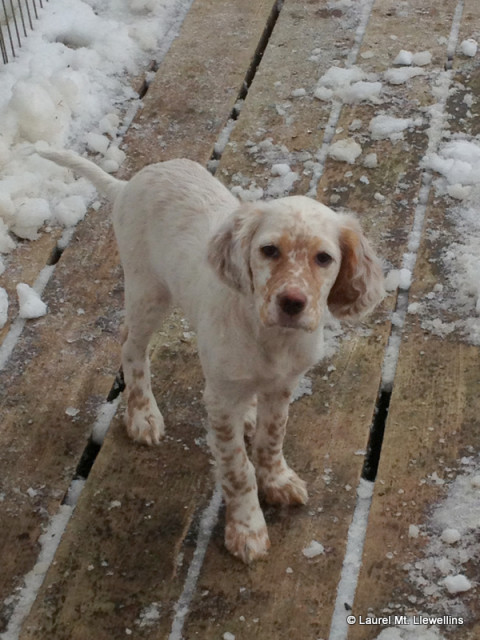 Llewellin Setter Puppy