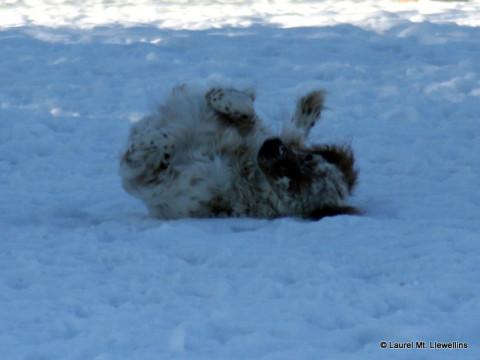 Nash rolling in the snow