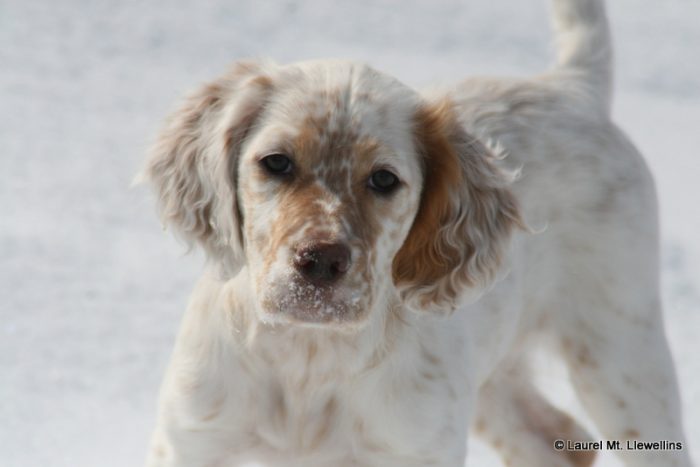 Allie, a lovely Laurel Mt Llewellin Setter Puppy