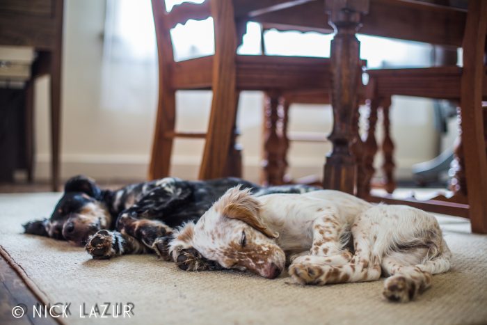 A photo of our Llewellin Setter pups, Cowboy and Allie. Taken by Nick Lazur