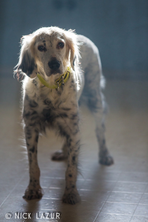 Our Llewellin Setter, Maisy. Photography by Nick Lazur