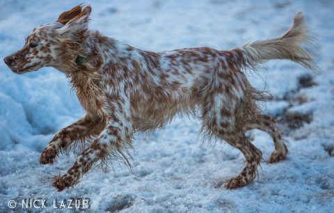 "Kea" Photography by Nick Lazur