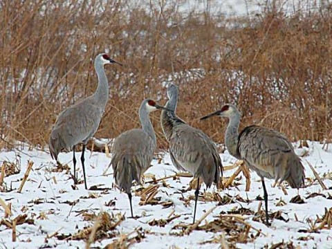 Sandhill Cranes