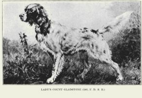 Lady's Count Gladstone
