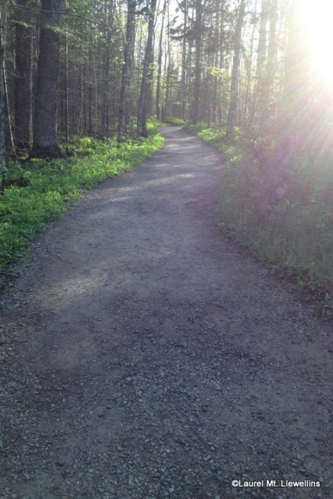 Grouse Drumming trail