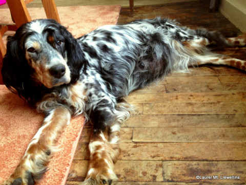 Beautiful Addie, tri-color Llewellin Setter