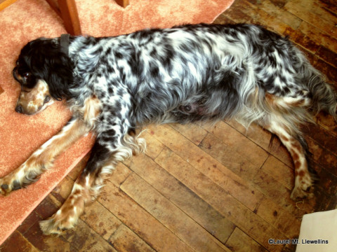 Llewellin Setter, Addie, resting up before her puppies arrive.