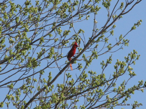 Cardinal in blossoming trees