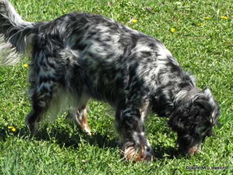 Addie with Ike puppies