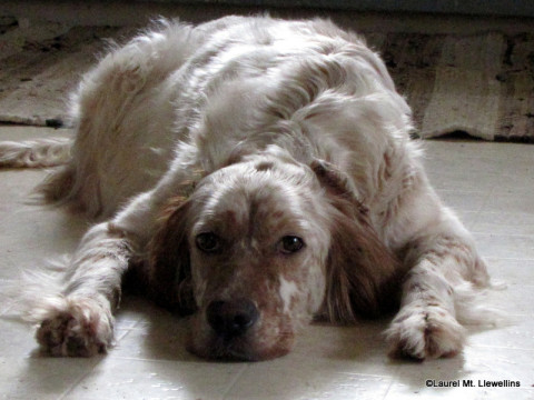 Llewellin Setter Nashua, preggers with Ranger puppies