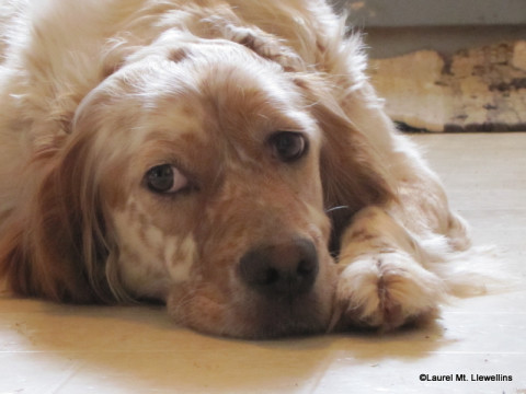 Nash, Llewellin Setter, waiting for puppies