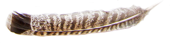 grouse-feather-horizontal