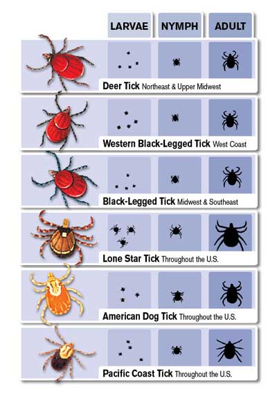 tick_card